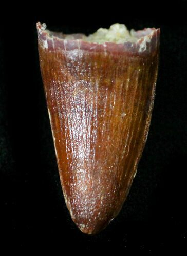 Beautiful Cretaceous Fossil Crocodile Tooth - Morocco #23391